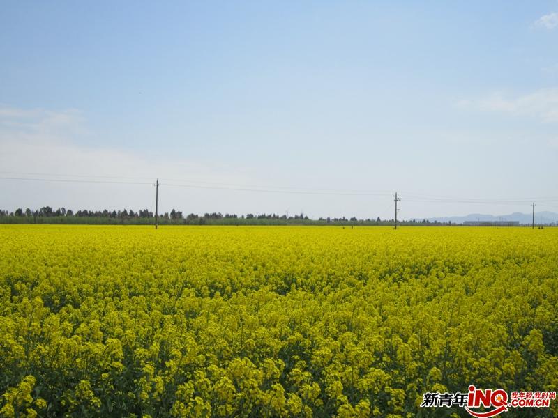 东海塘油菜花 - 有闲<em>西西</em>开 - 休闲<em>娱乐</em> - 话题 - 